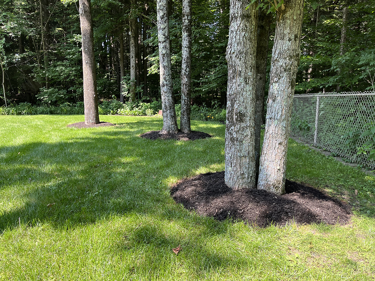 plantation-arbre